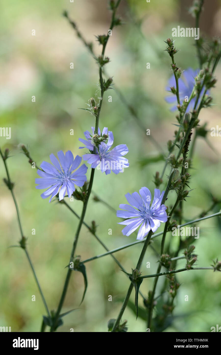 Fiori blu di cicorie di Bruxelles su un prato estivo close up Foto Stock