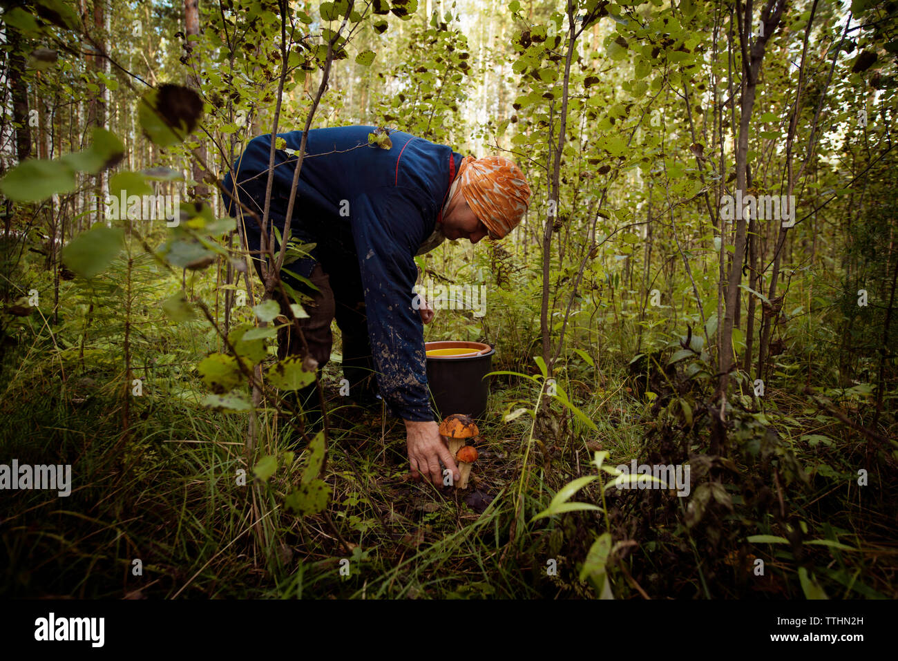 Maschio lavoratore fattoria la raccolta di funghi in azienda agricola biologica Foto Stock