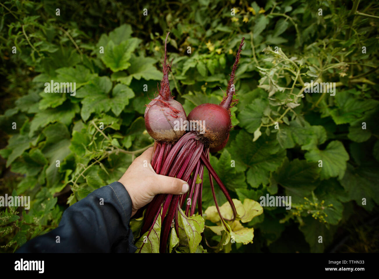 Immagine ritagliata del salariato agricolo tenendo barbabietole a azienda agricola biologica Foto Stock