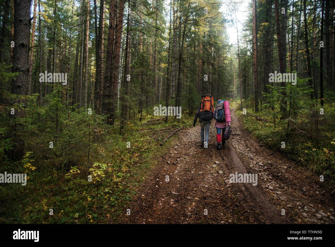Gli escursionisti maschio che porta uno zaino mentre si cammina sulla strada sterrata in mezzo di alberi in foresta Foto Stock