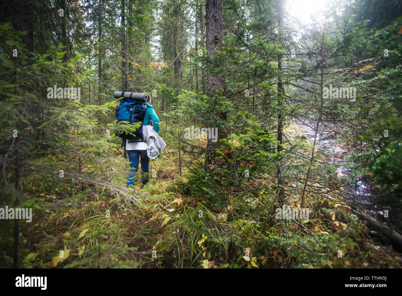 Vista posteriore di un escursionista femmina che porta uno zaino mentre passeggiate da alberi in foresta Foto Stock