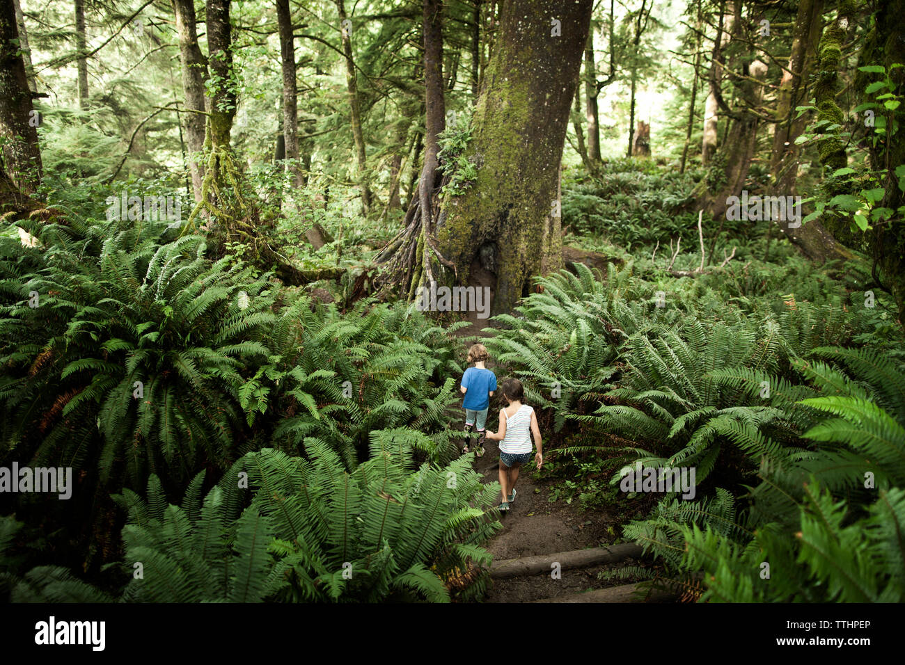 Vista posteriore dei bambini passeggiate in foresta Foto Stock