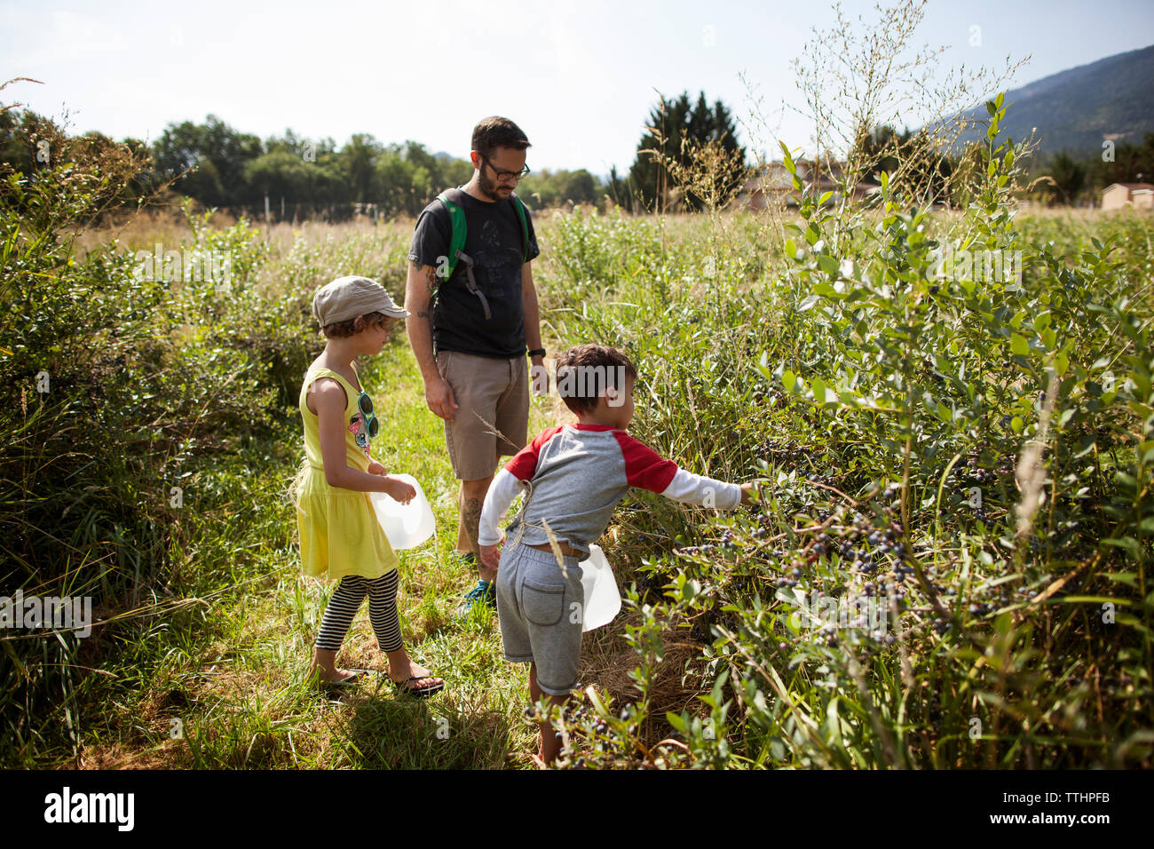 Famiglia spiumatura Frutti di piante in campo Foto Stock