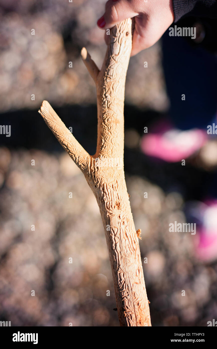 Immagine ritagliata della mano che tiene stick Foto Stock