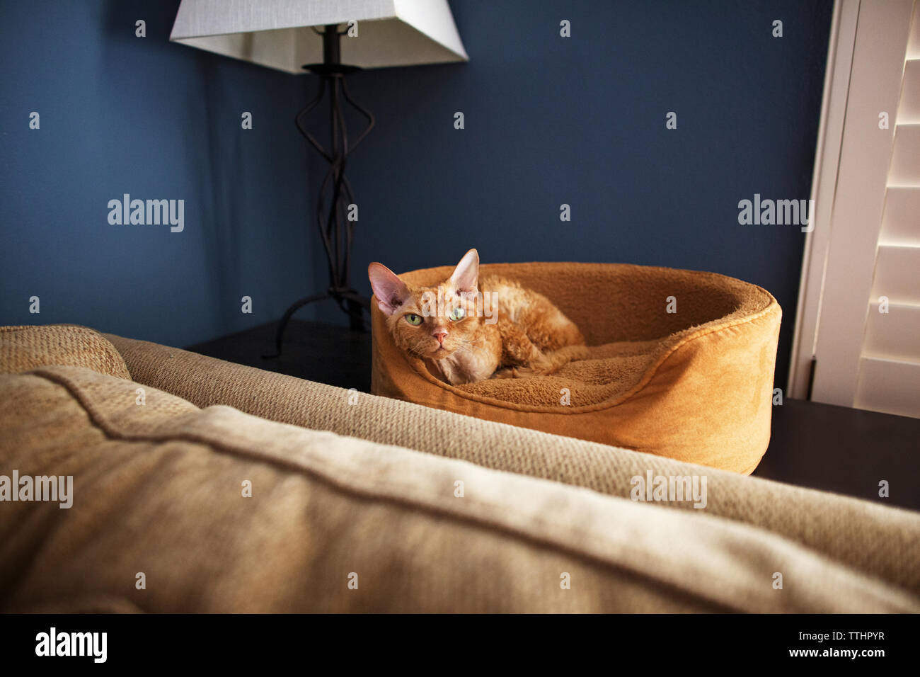 Ritratto di gatto seduto sul letto di pet a casa Foto Stock