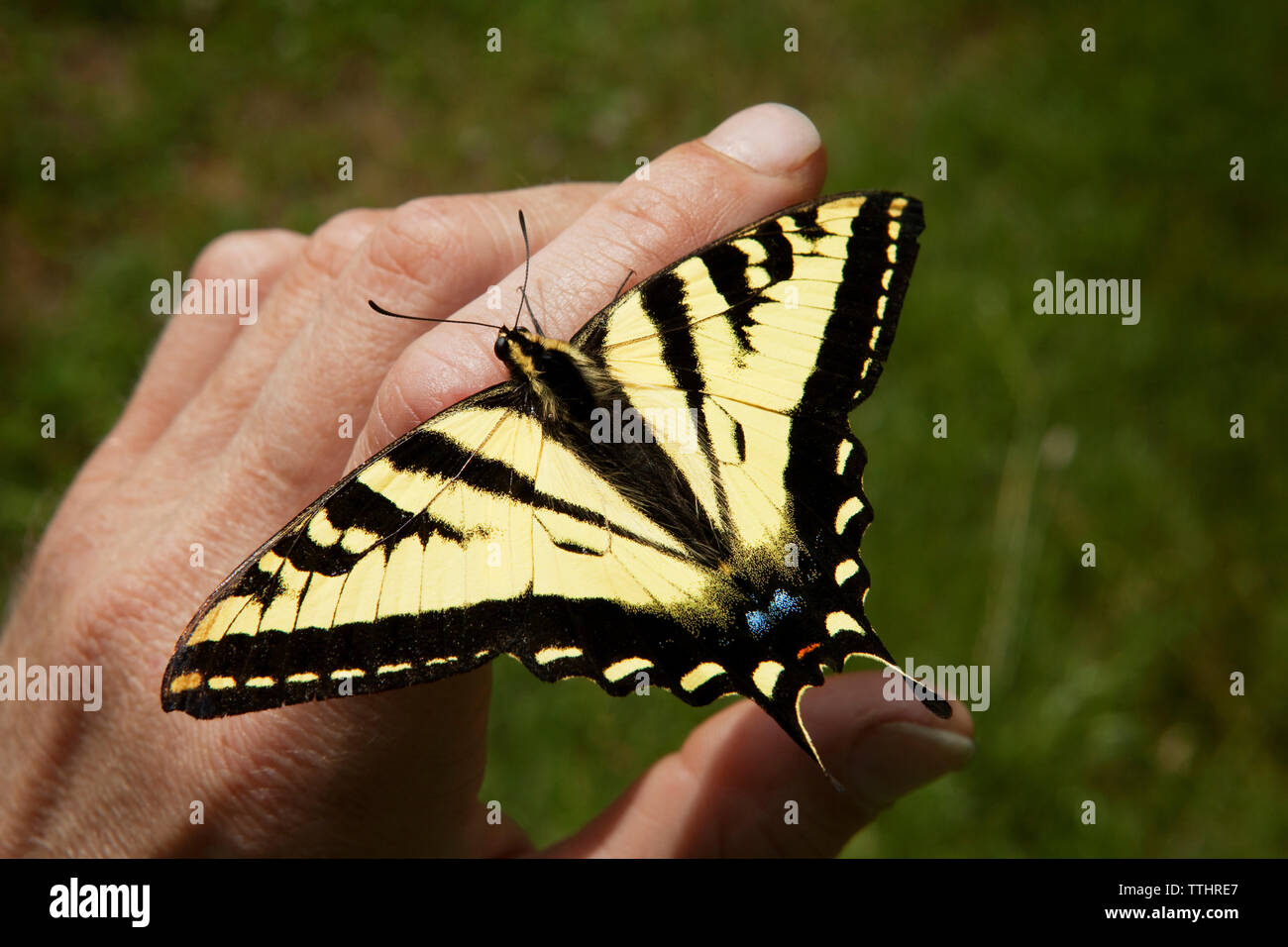 Alta Vista angolo di farfalla monarca a portata di mano Foto Stock