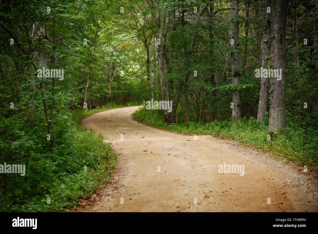 Strada sterrata nel mezzo di alberi in foresta Foto Stock