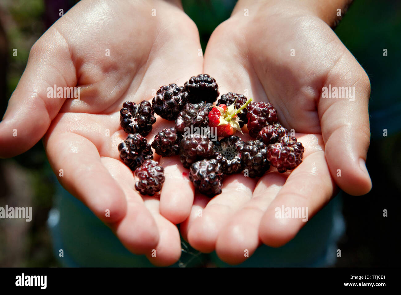 Immagine ritagliata delle mani con frutti di bosco Foto Stock