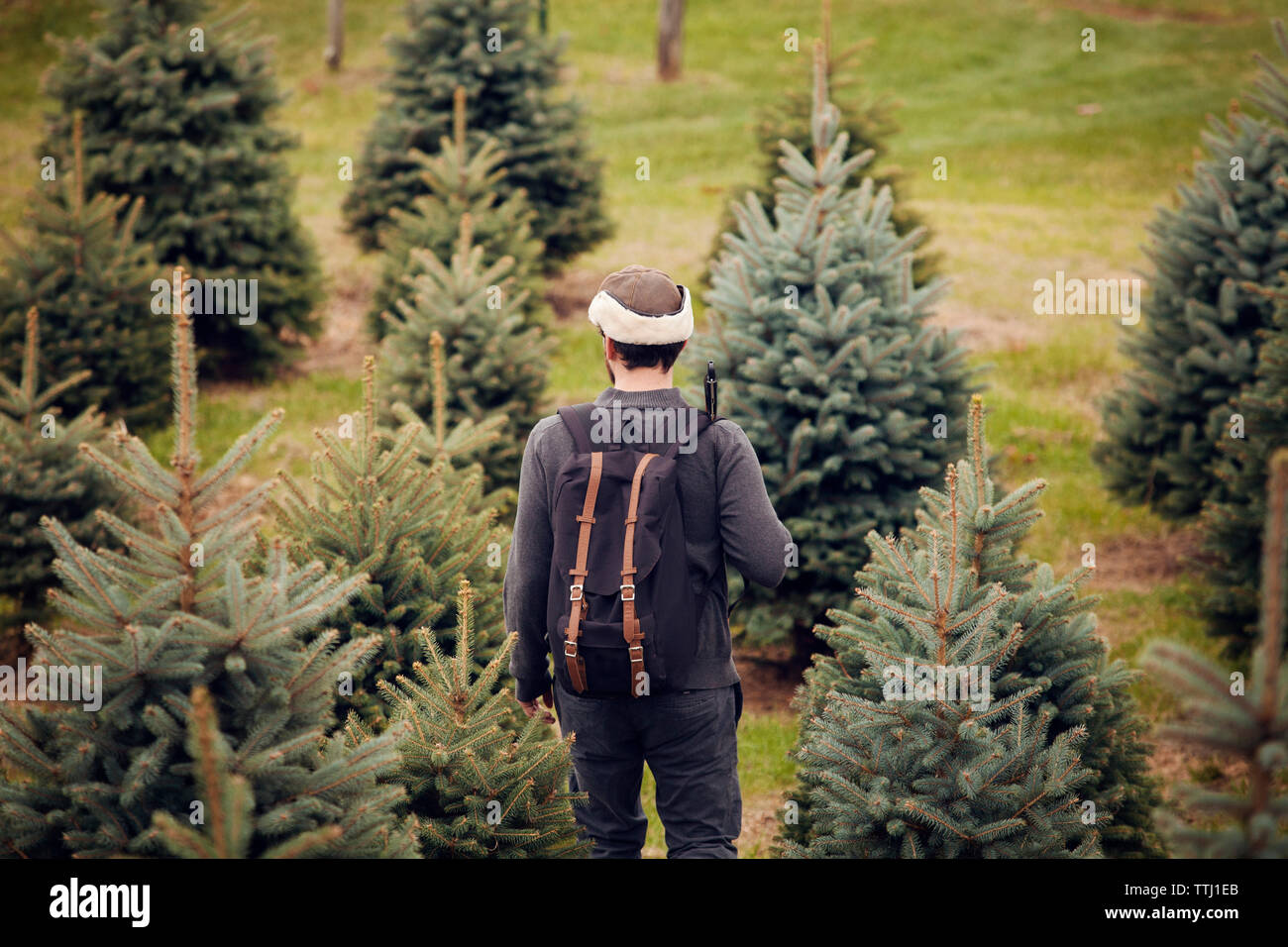 Vista posteriore dell'uomo con zaino camminando in pine tree farm Foto Stock