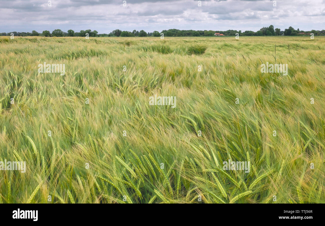Campo di grano durante i forti venti e piogge pesanti su nuvoloso mattina in estate, Beverley, Yorkshire, Regno Unito. Foto Stock