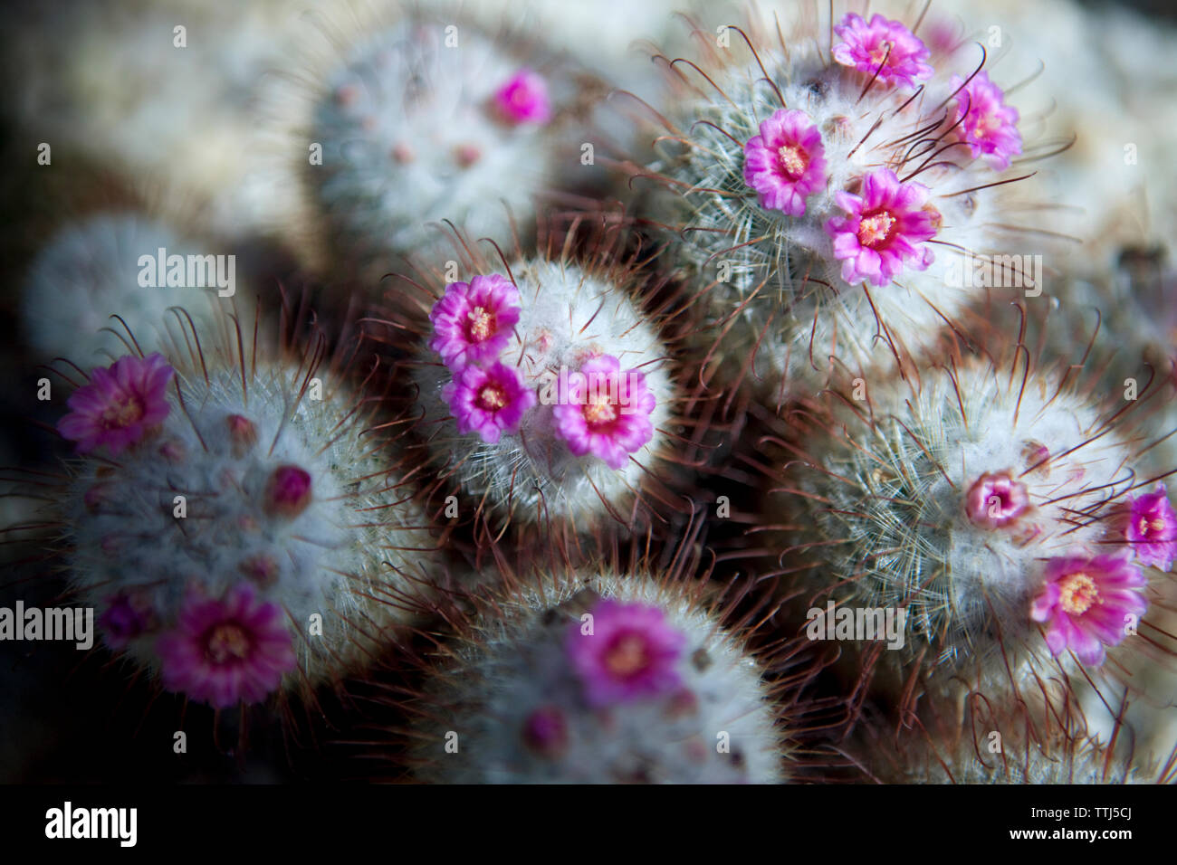 Close-up di canna cactus con fiori di colore rosa Foto Stock