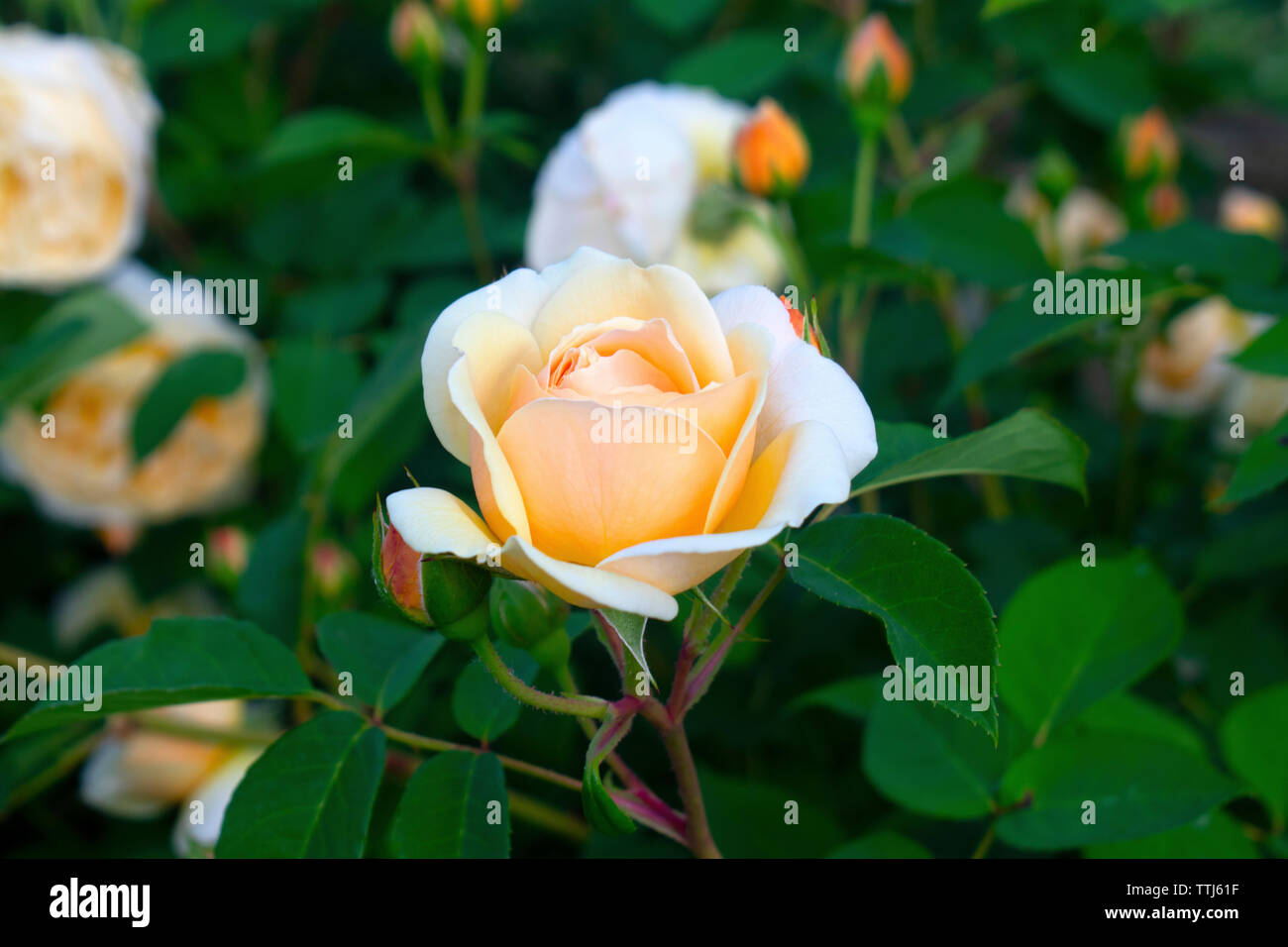 Unico grande rosa rosa in uno sfondo di foglie di colore verde scuro -03 Foto Stock