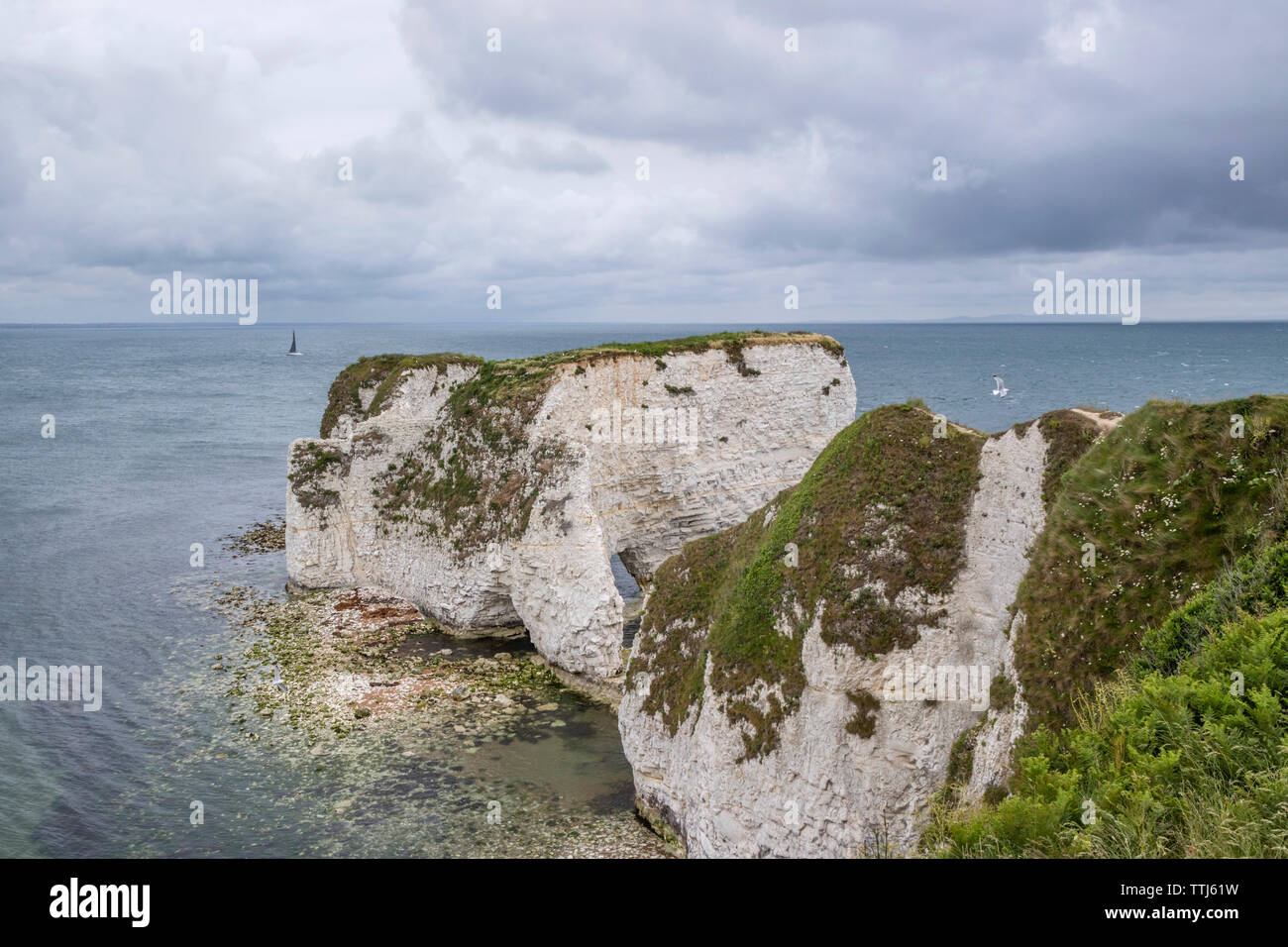 Vecchio Harry rocce al punto Handfast, Isle of Purbeck, Jurassic Coast, un sito Patrimonio Mondiale dell'UNESCO nel Dorset, England, Regno Unito Foto Stock