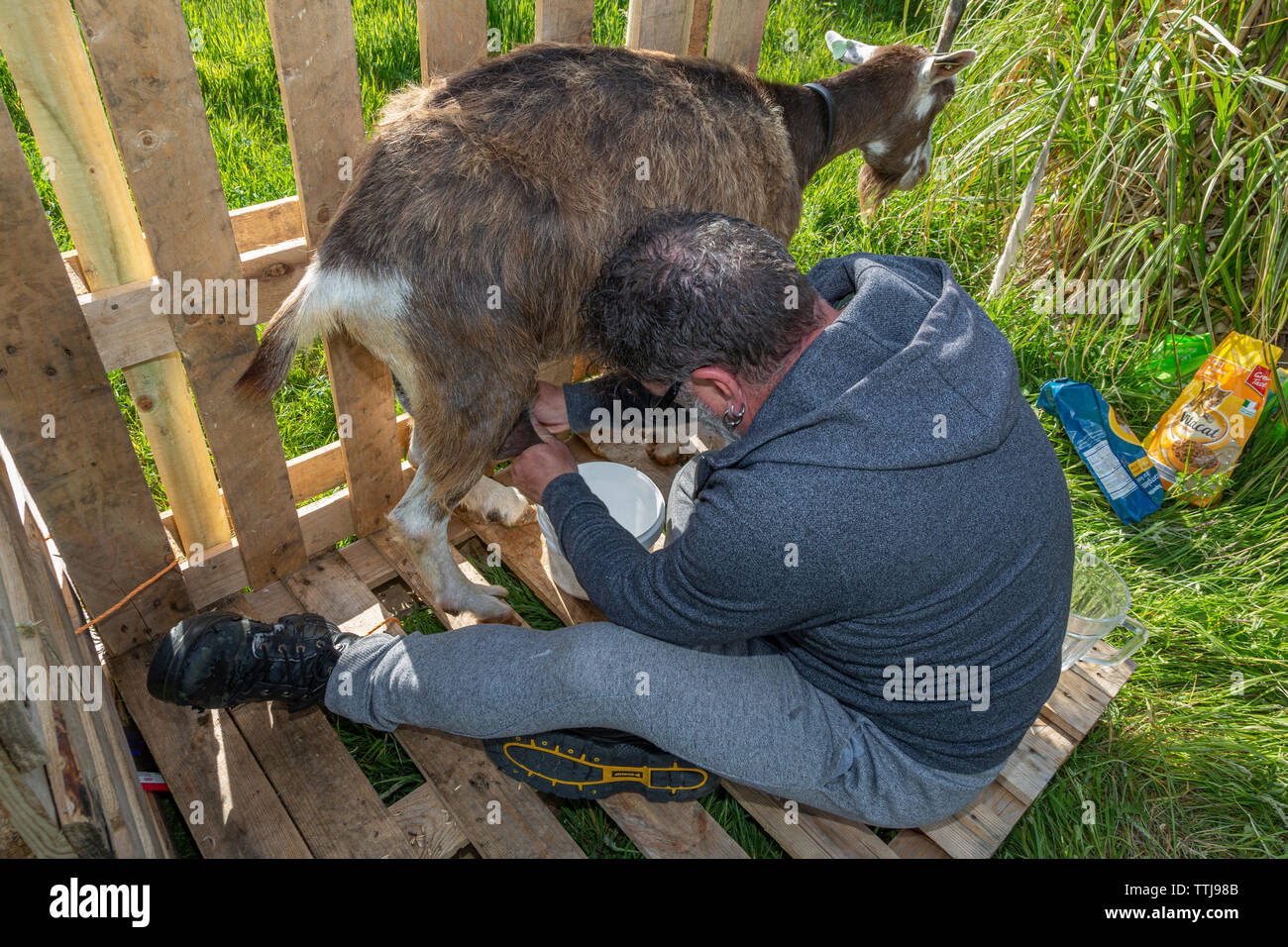 Uomo con pet capra, County Kerry, Irlanda Foto Stock