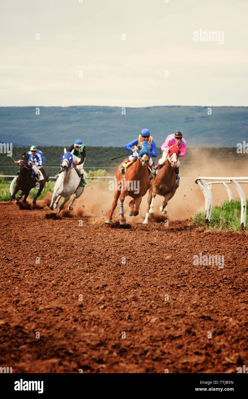 Cavallo di Razza in campo contro il cielo chiaro Foto Stock