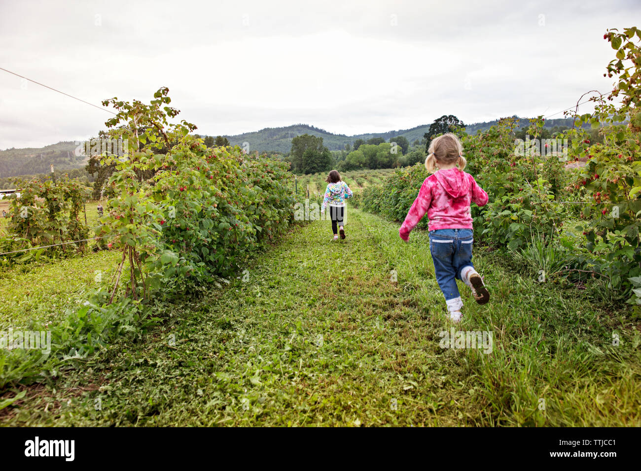 Vista posteriore di ragazze in esecuzione sul campo in fattoria Foto Stock