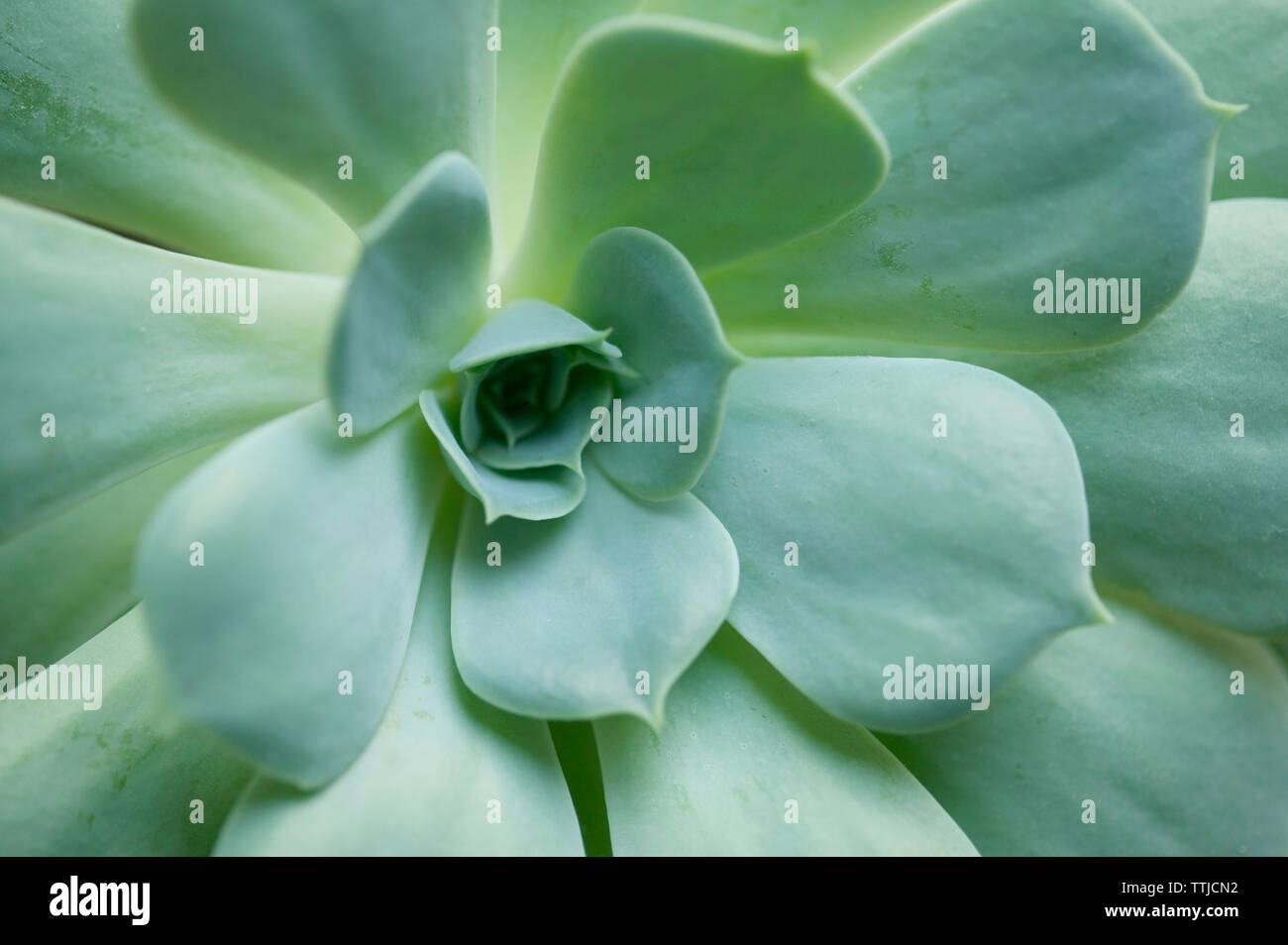 Close-up di piante succulente Foto Stock