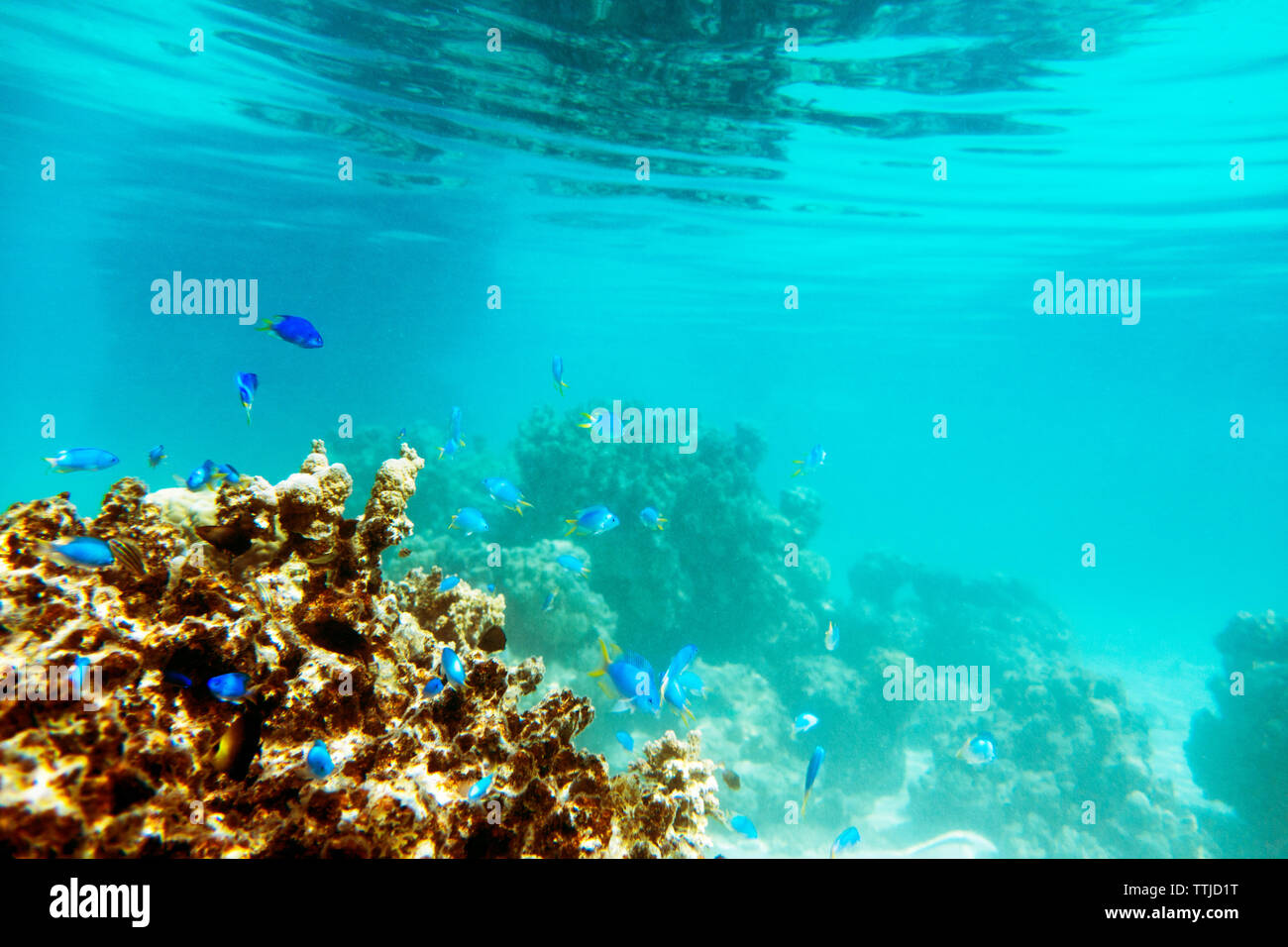Pesci e coralli underwater Foto Stock