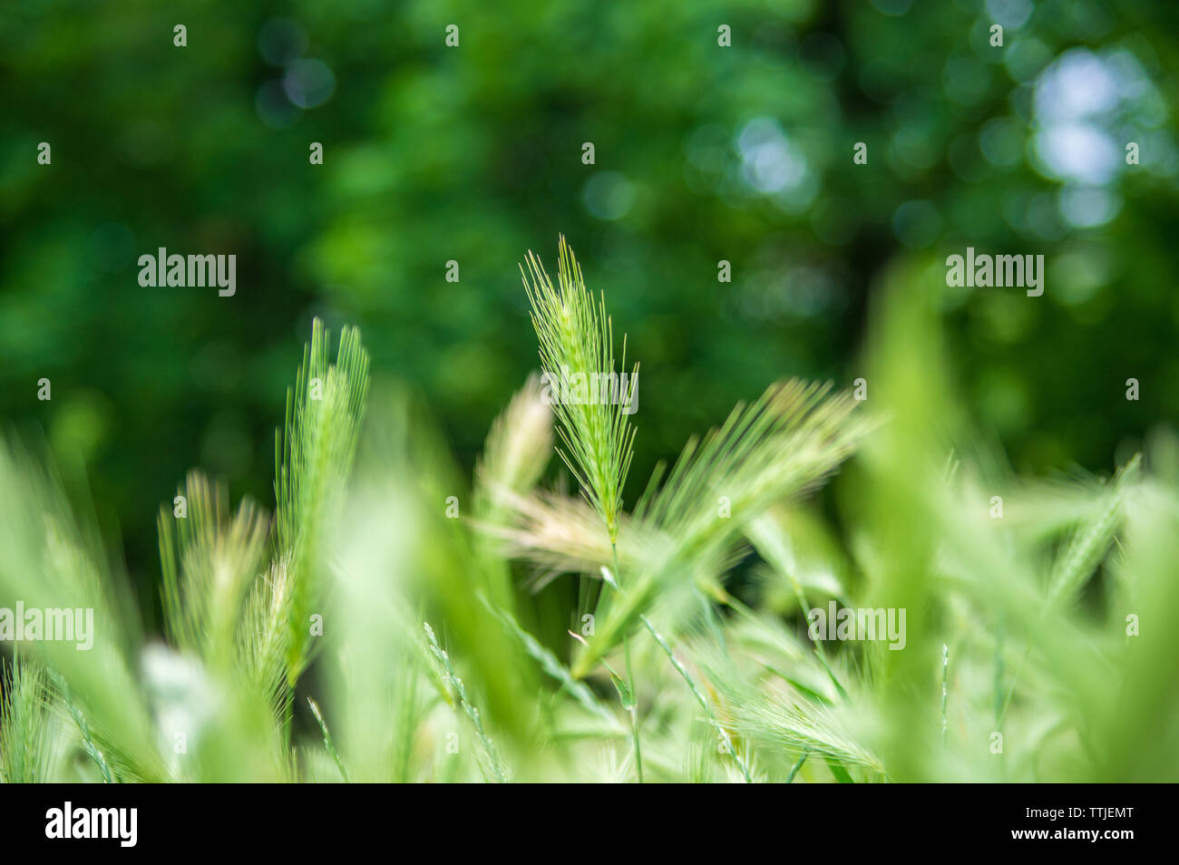 Gli stocchi di parete di orzo (Hordeum murium) su un prato Foto Stock