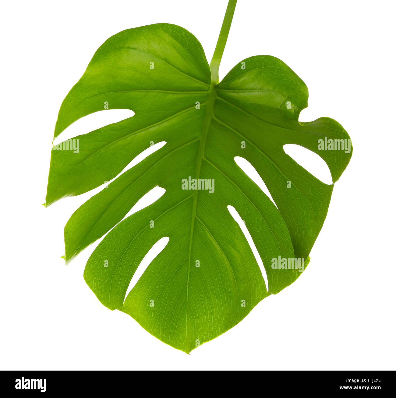 Foglia di monstera, isolato su bianco Foto Stock