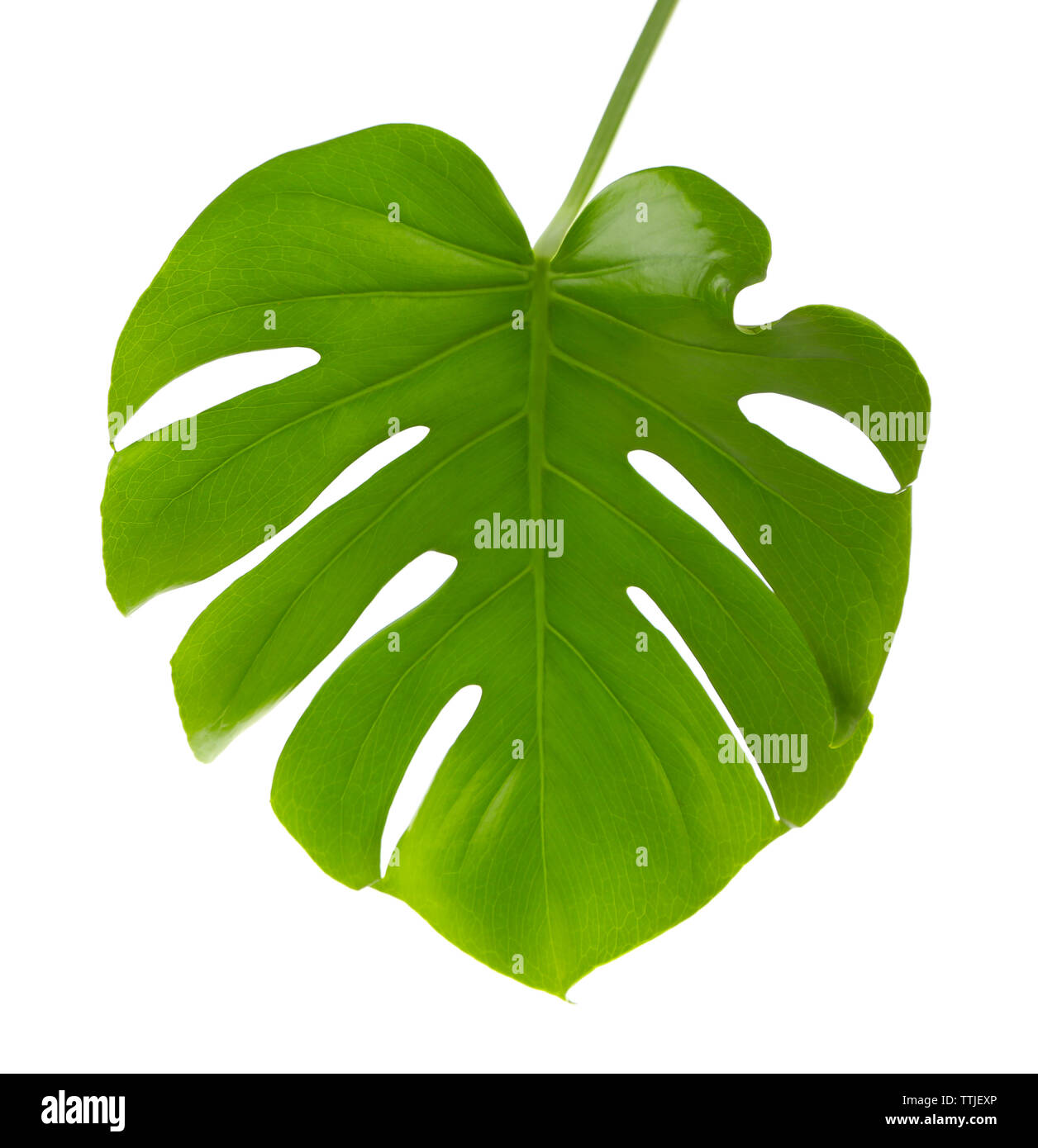 Foglia di monstera, isolato su bianco Foto Stock