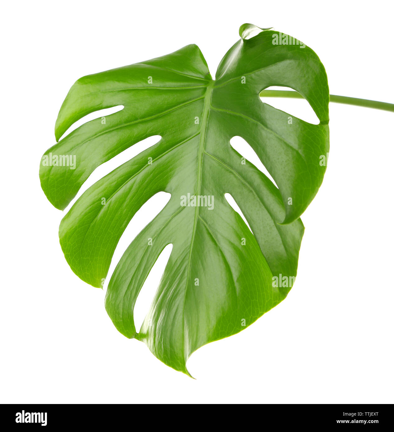 Foglia di monstera, isolato su bianco Foto Stock
