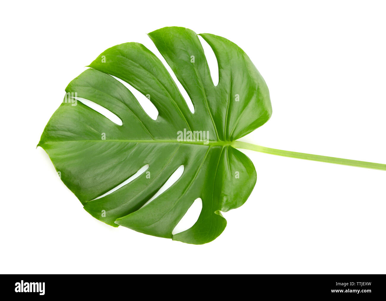 Foglia di monstera, isolato su bianco Foto Stock