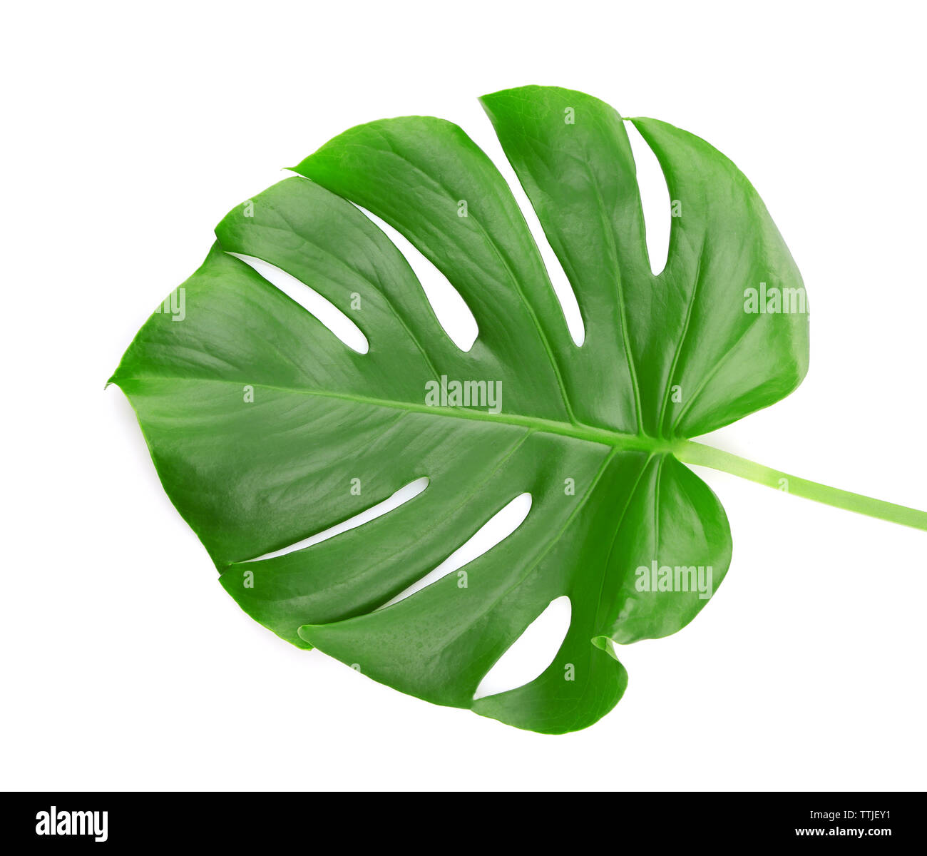 Foglia di monstera, isolato su bianco Foto Stock