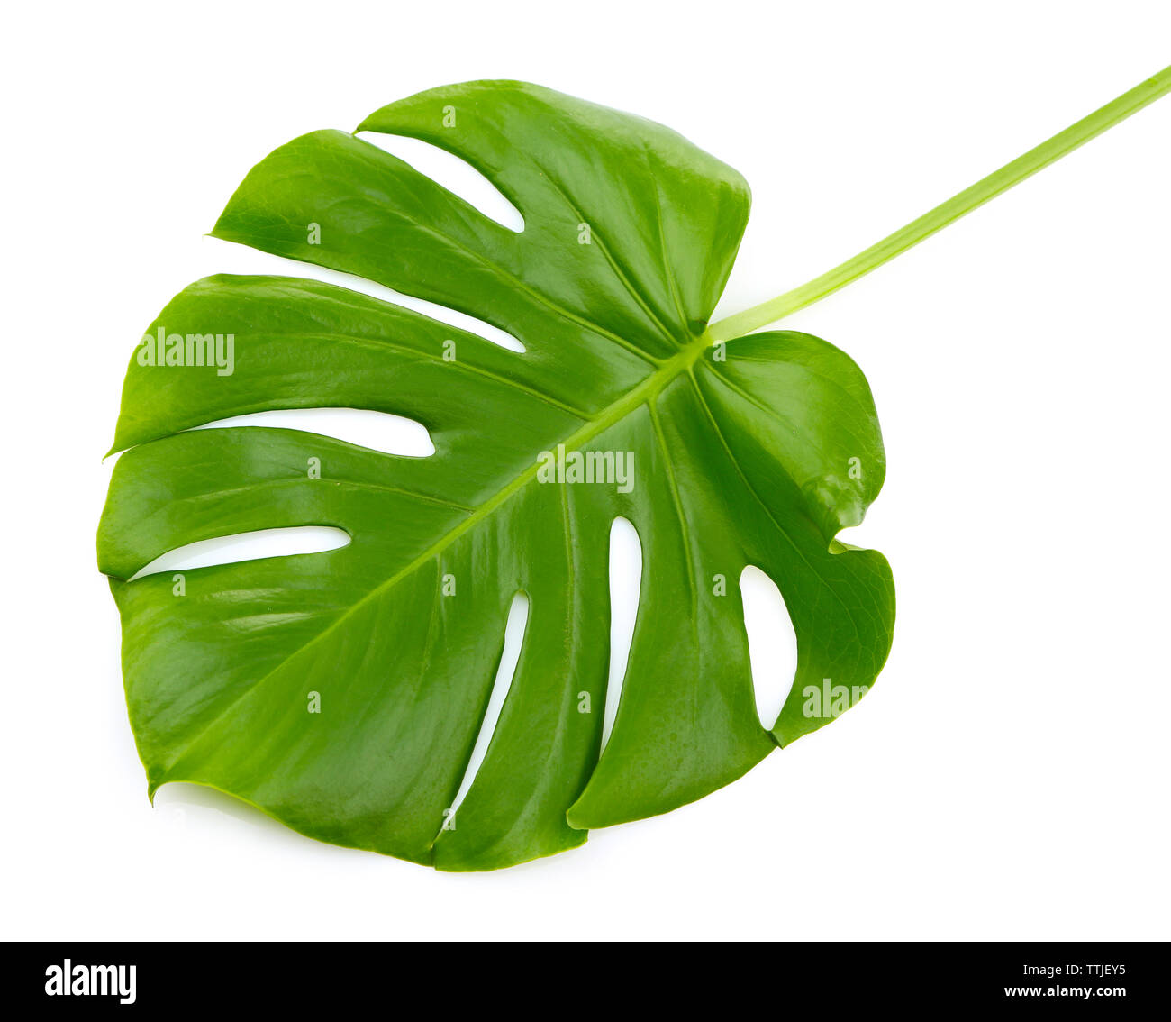 Foglia di monstera, isolato su bianco Foto Stock
