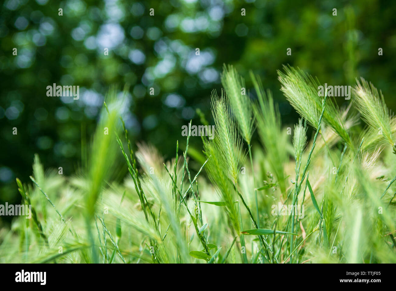 Gli stocchi di parete di orzo (Hordeum murium) su un prato Foto Stock