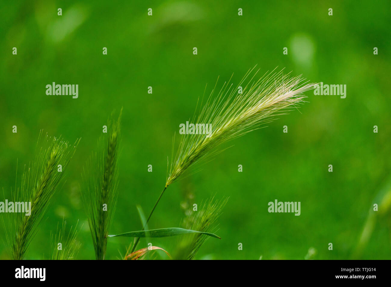 Gli stocchi di parete di orzo (Hordeum murium) su un prato Foto Stock
