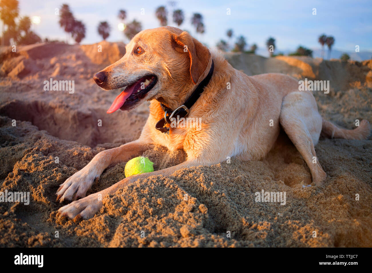 Il Labrador retriever seduto sulla sabbia in spiaggia Foto Stock