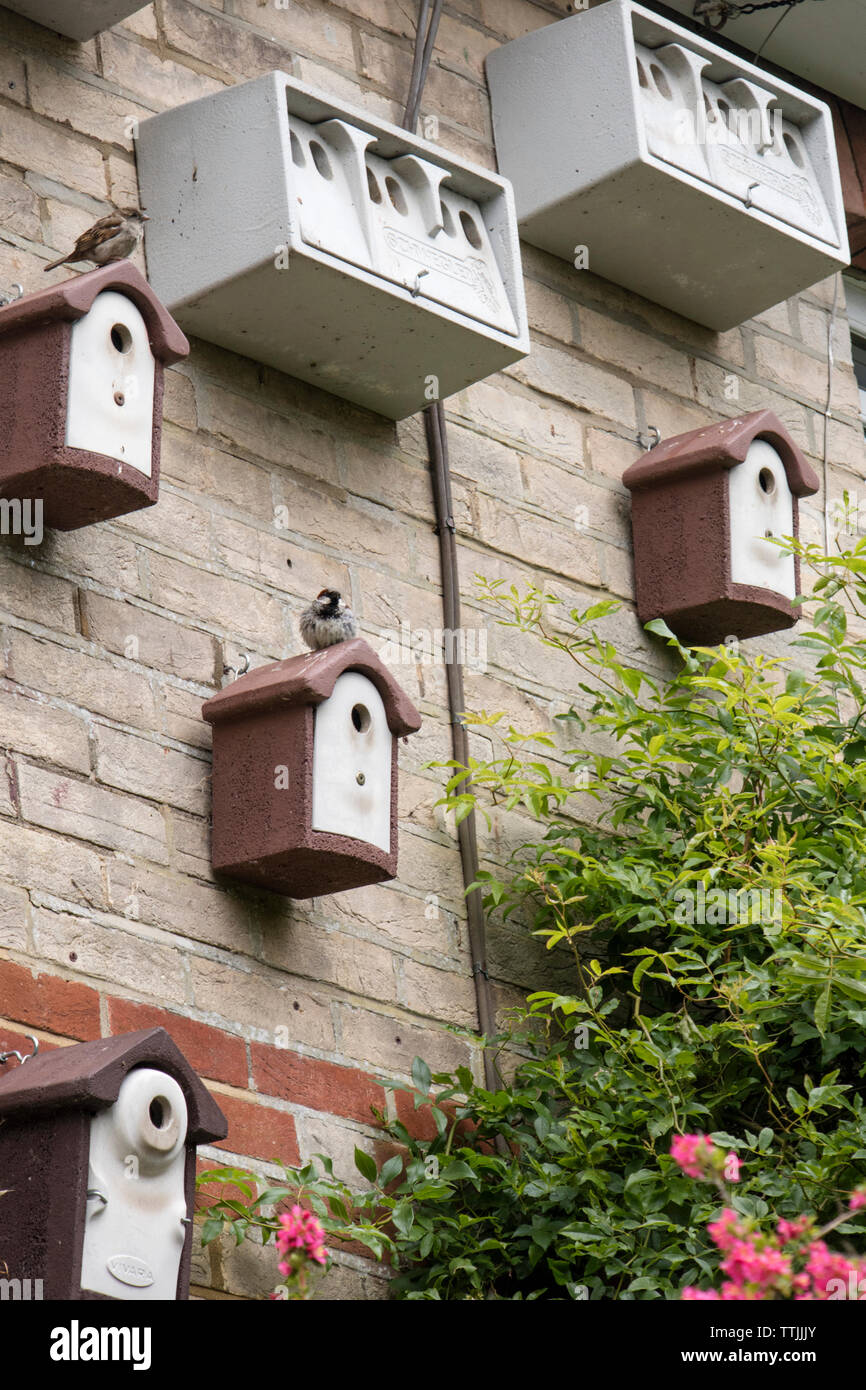 Casa passero scatole di nido su una casa, England, Regno Unito Foto Stock
