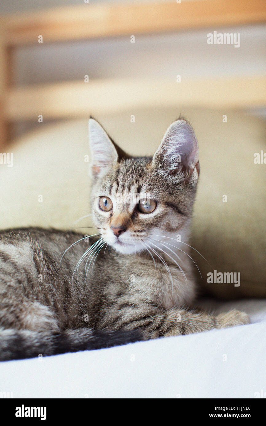 Gatto che guarda lontano mentre è seduto sul letto Foto Stock