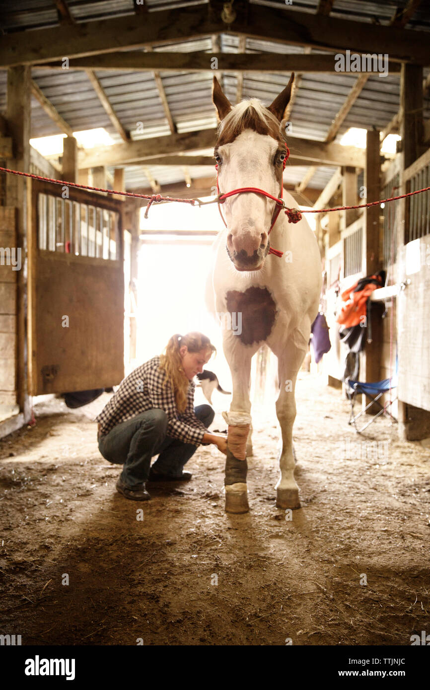 Cowgirl del bendaggio gamba del cavallo in stabile Foto Stock