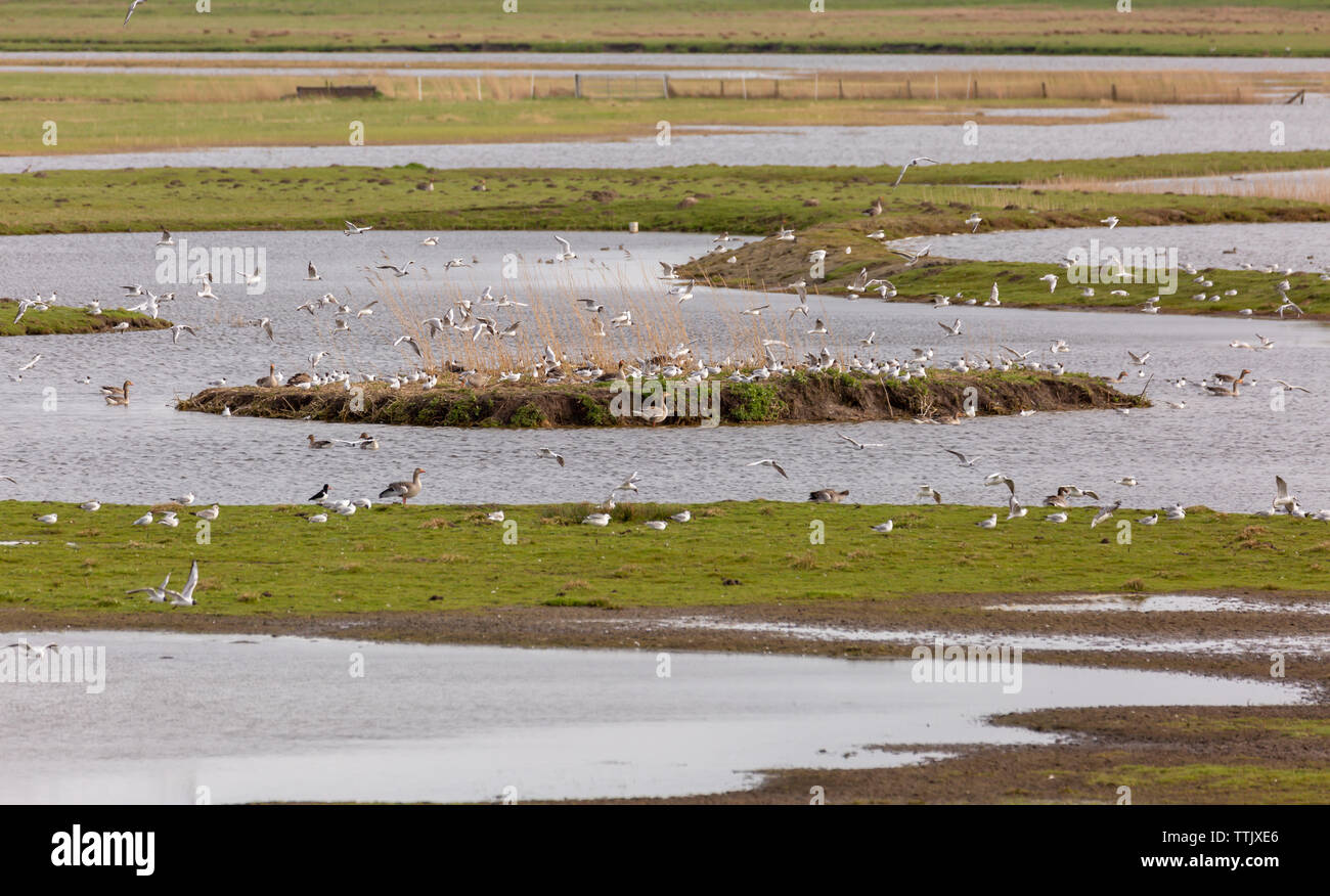 Nella riserva naturale Katinger Watt uccelli migratori troveranno le condizioni ideali. Foto Stock