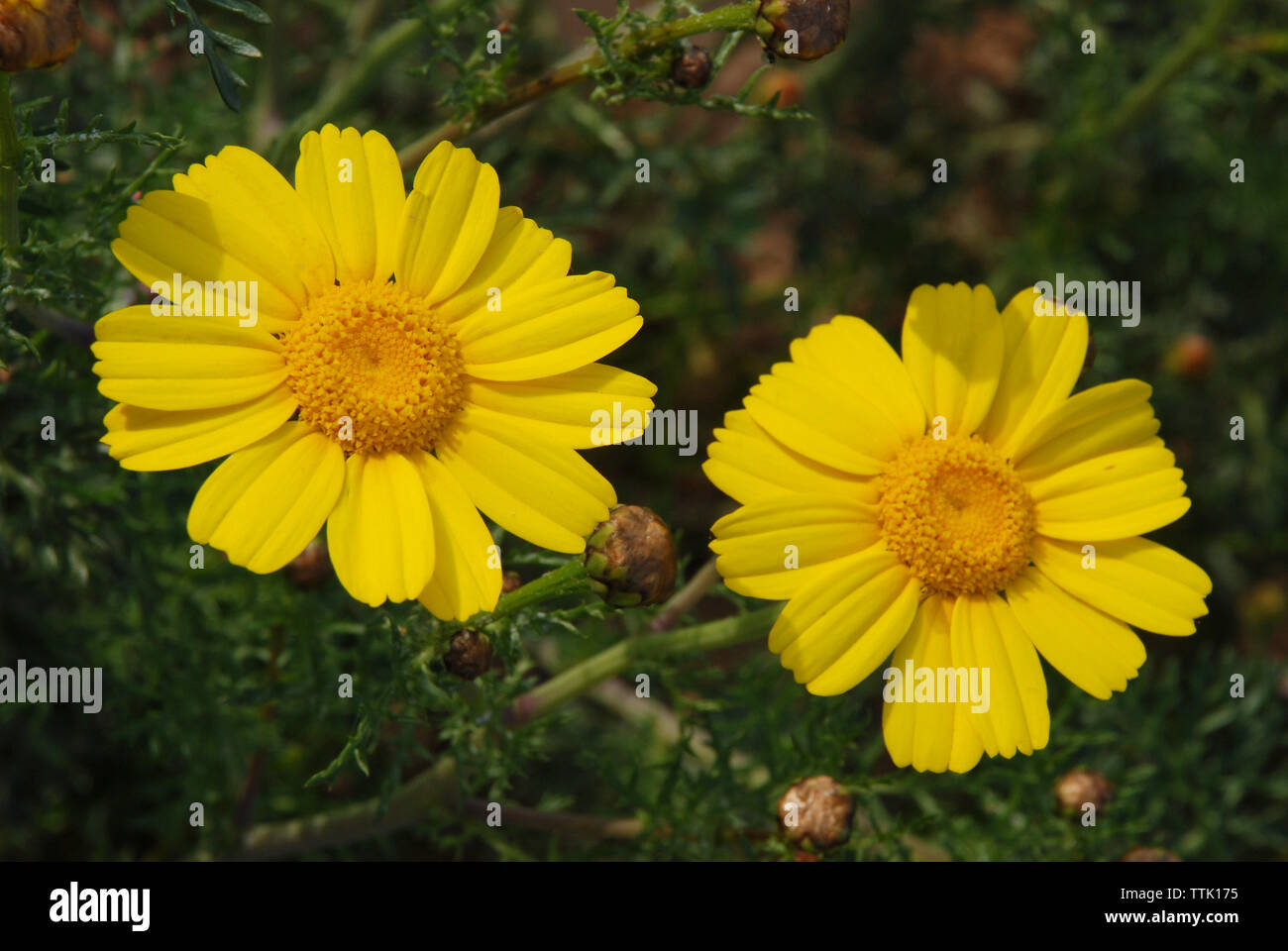 Il villaggio di Spata, Grecia / Fiori in campagna Foto Stock