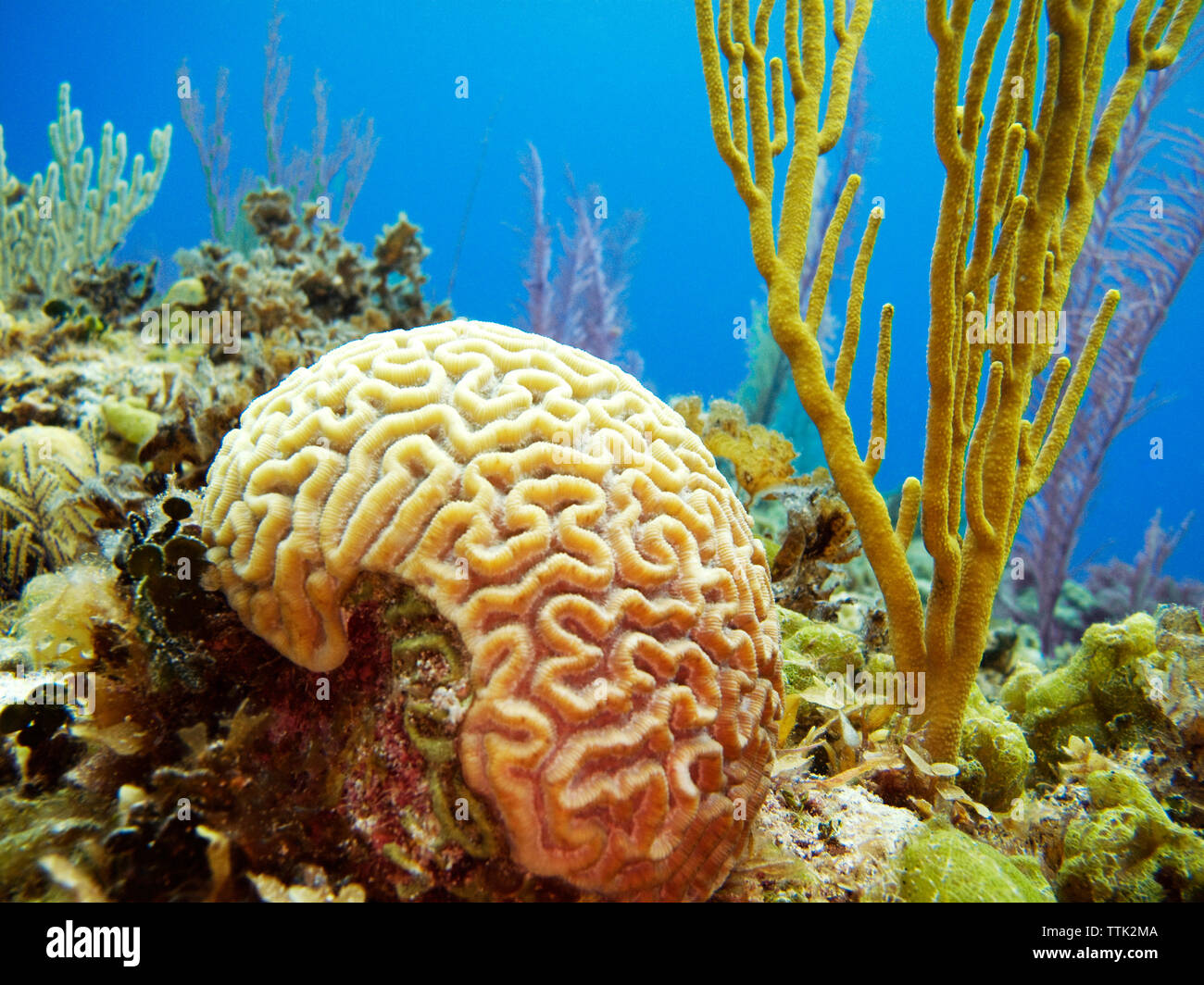 Big Brain Coral in mare Foto Stock