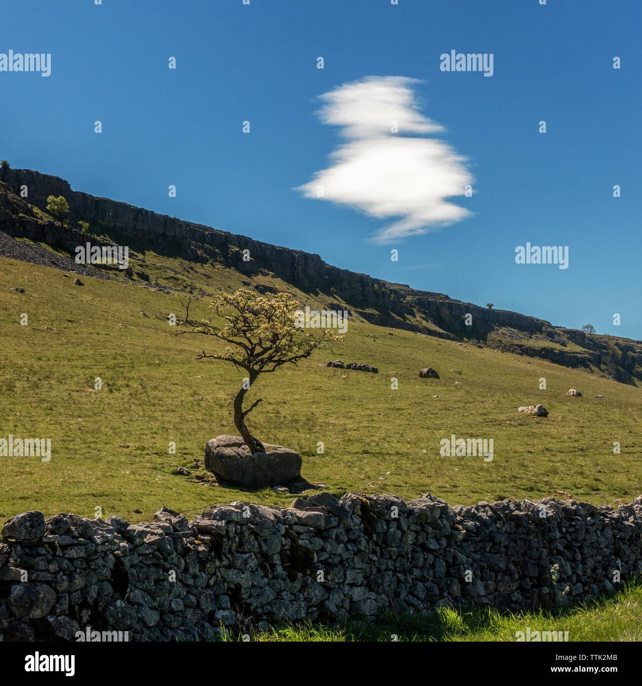 Paesaggio DEL REGNO UNITO: Biancospino albero che cresce su di una roccia calcarea in cappella-le-Dale, Yorkshire Dales Foto Stock