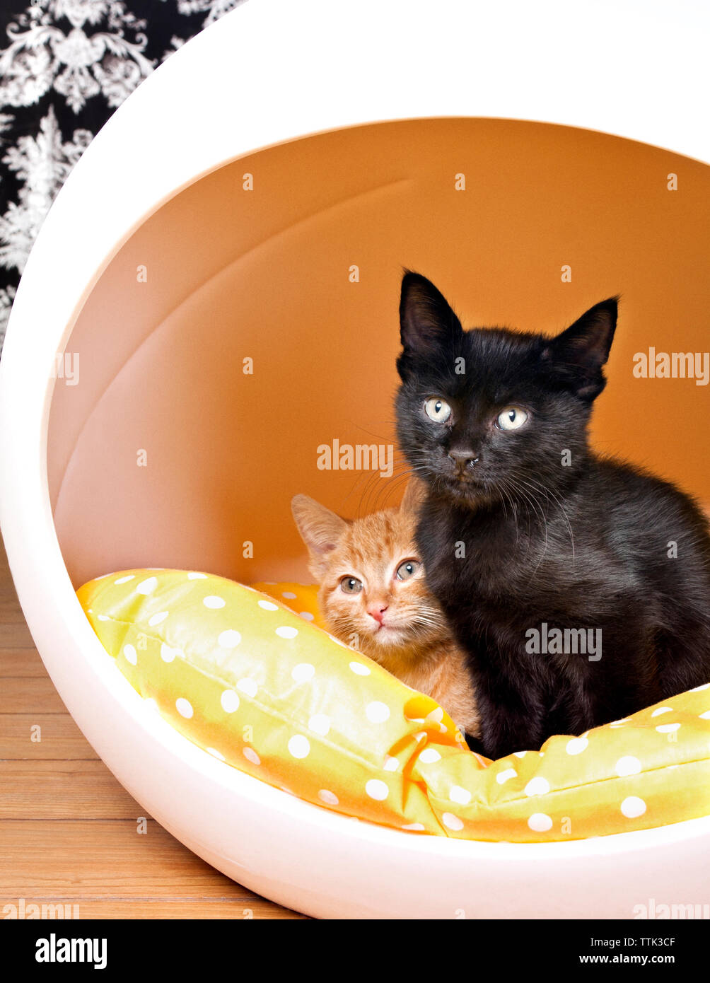Angolo di alta vista di simpatici gattini in vasca Foto Stock