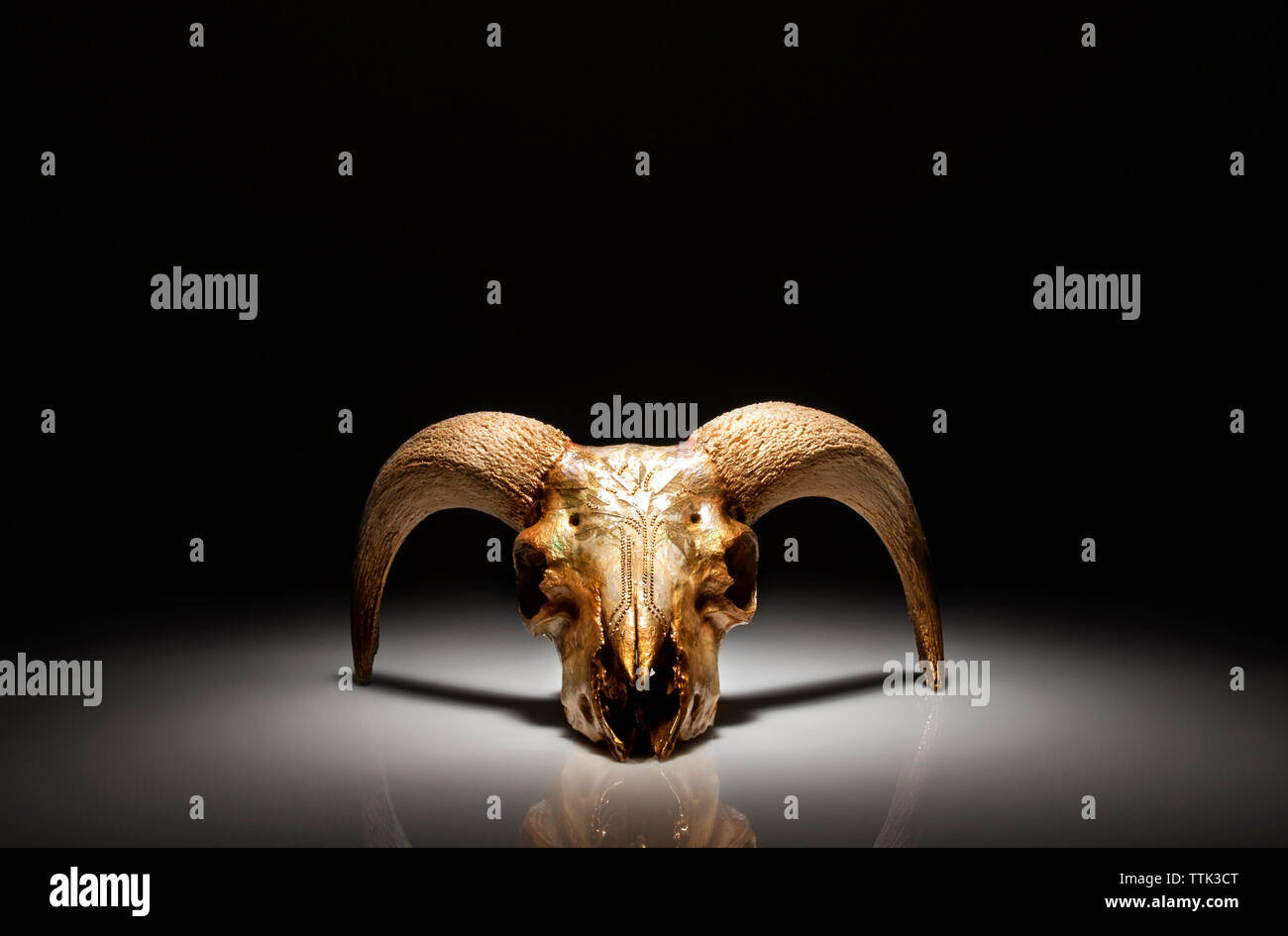 Close-up del cranio animale Arte a tavola Foto Stock