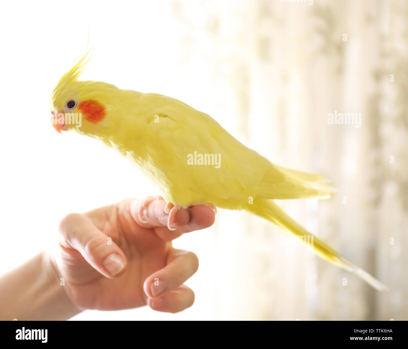 Cockatiel giallo su un dito femminile, close up Foto Stock