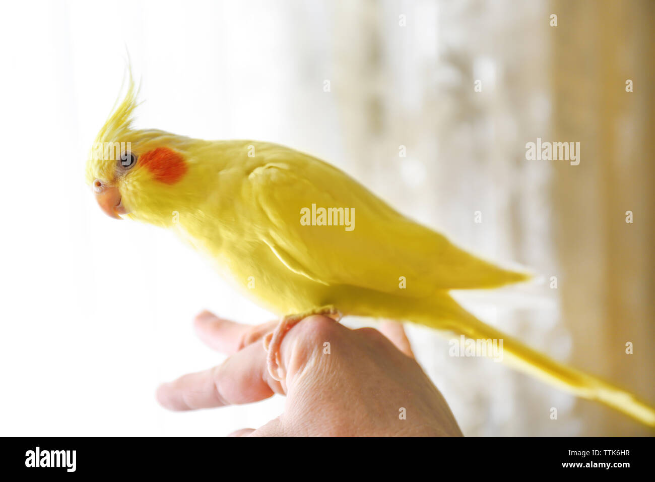 Cockatiel giallo su un dito femminile, close up Foto Stock