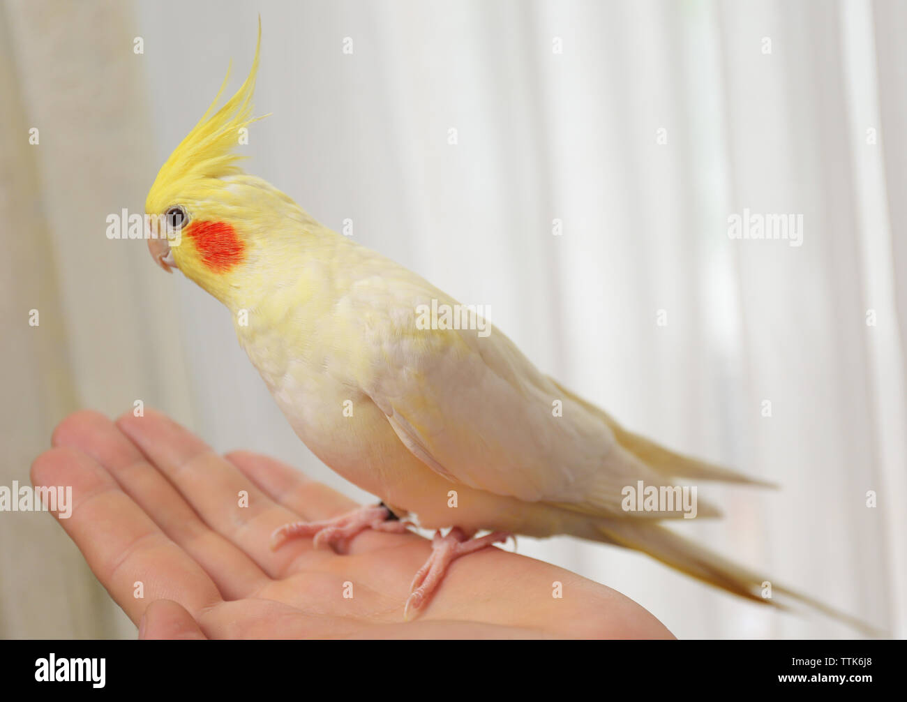 Cockatiel giallo sul lato femmina Foto Stock