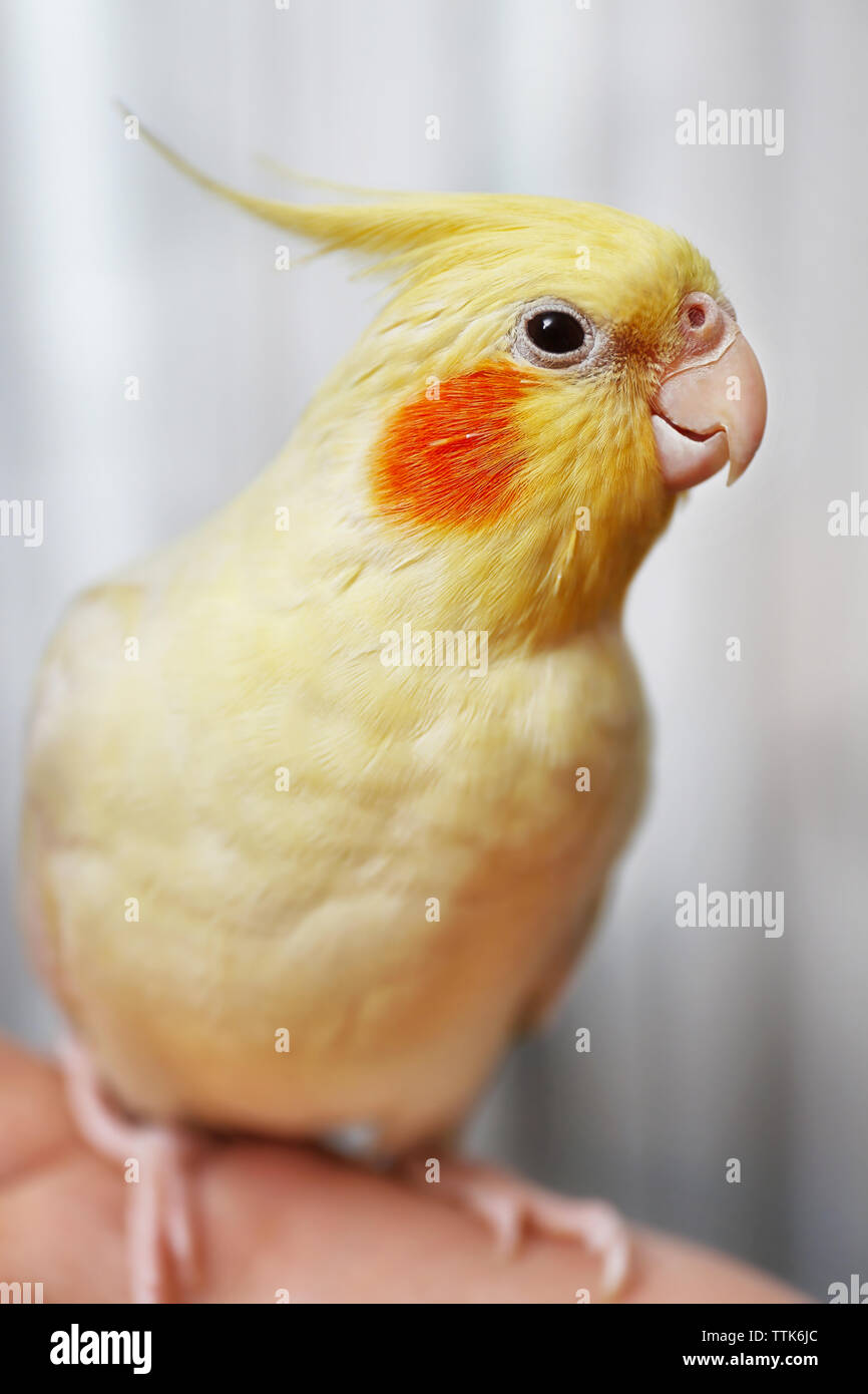 Cockatiel giallo sul lato femmina Foto Stock