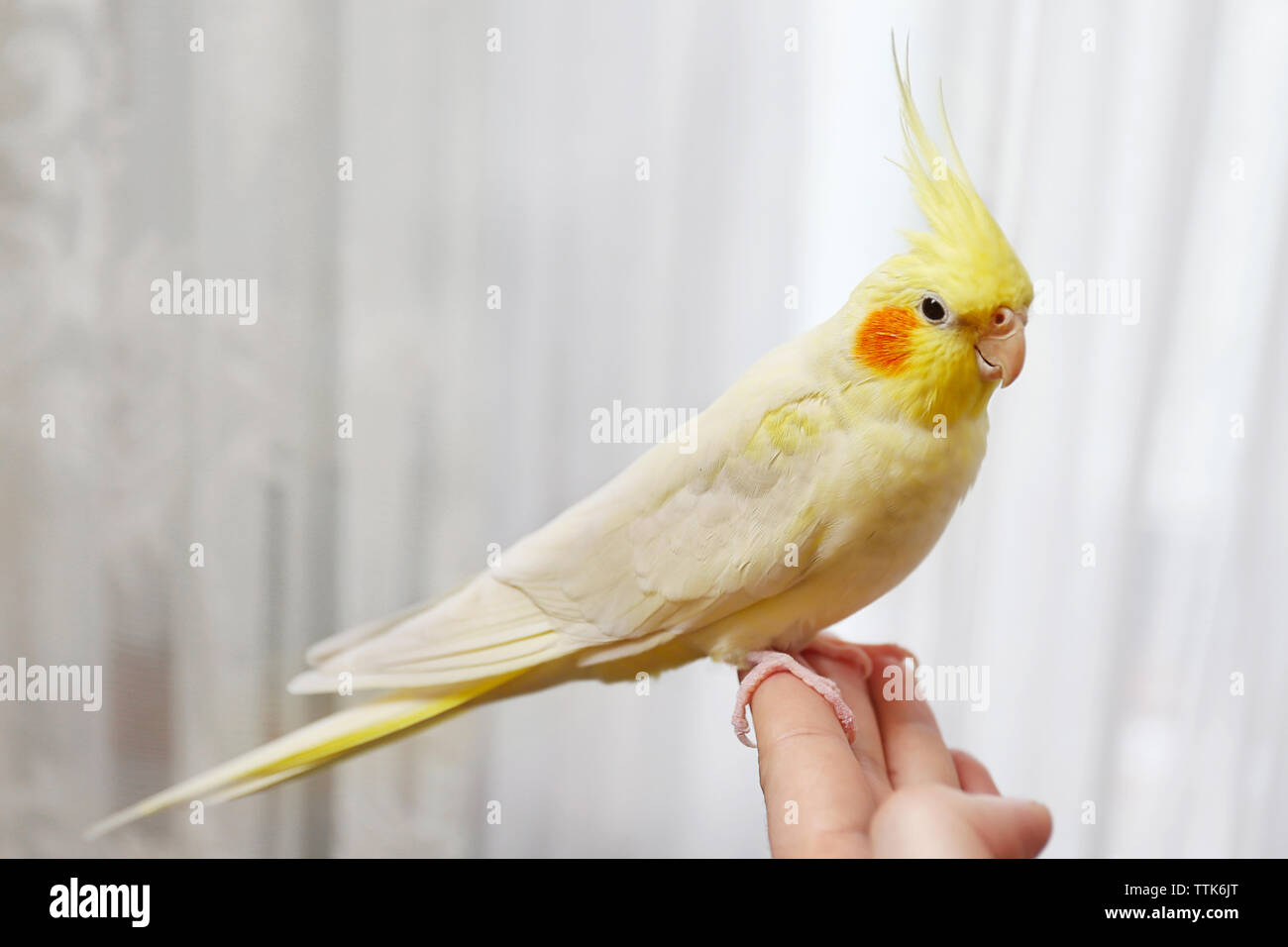 Cockatiel giallo su un dito femminile, close up Foto Stock