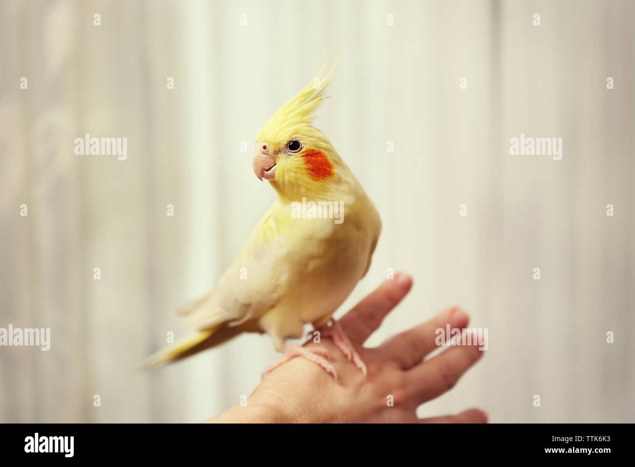 Cockatiel giallo sul lato femmina Foto Stock