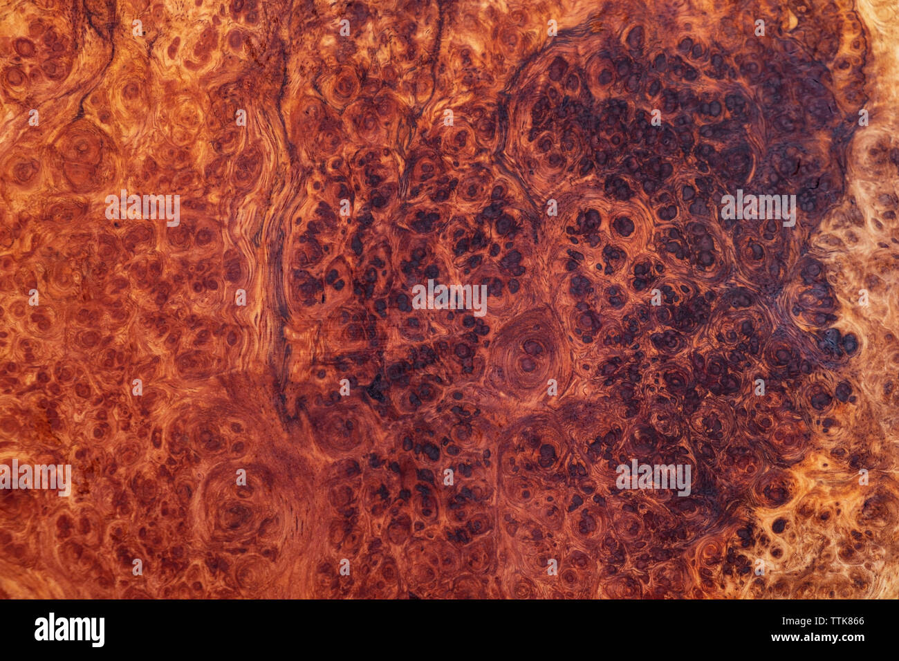 Natura burl a strisce di legno Foto Stock