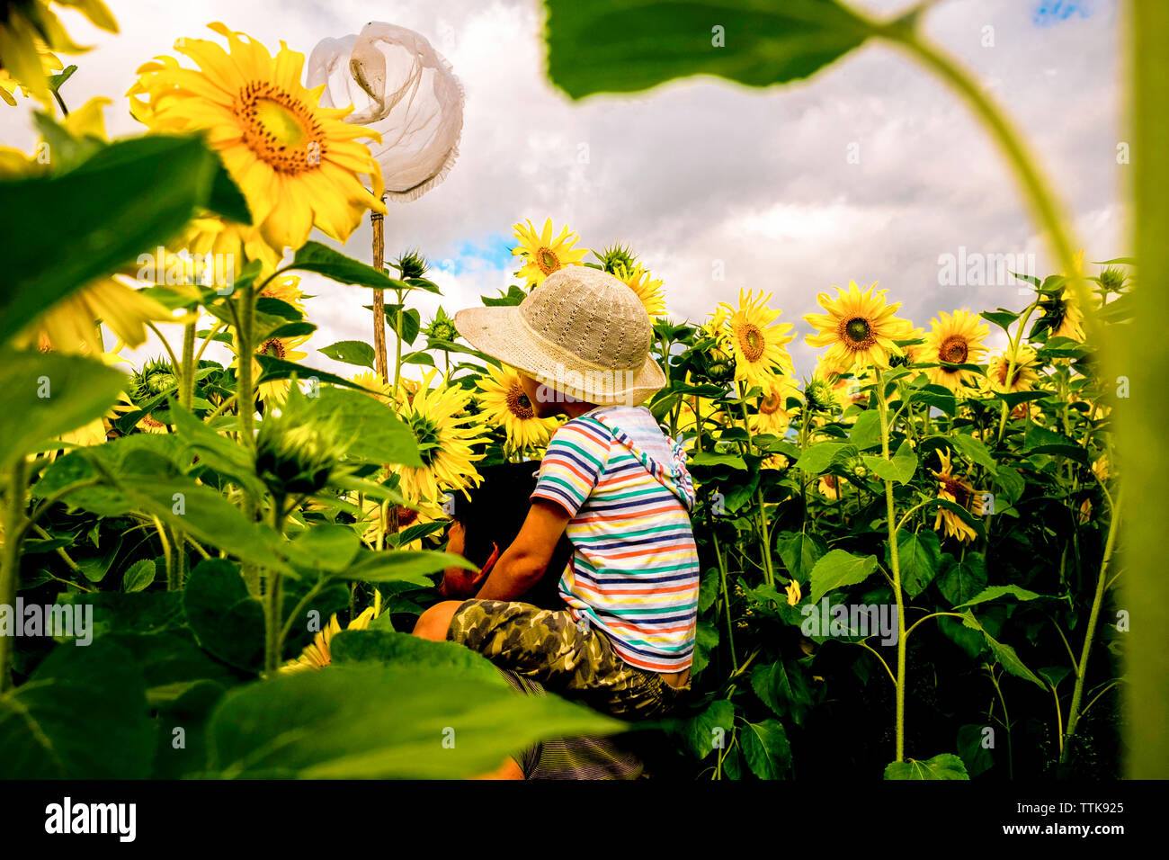 Figlio con butterfly net seduta sul padre di spalle in mezzo al campo di girasoli Foto Stock