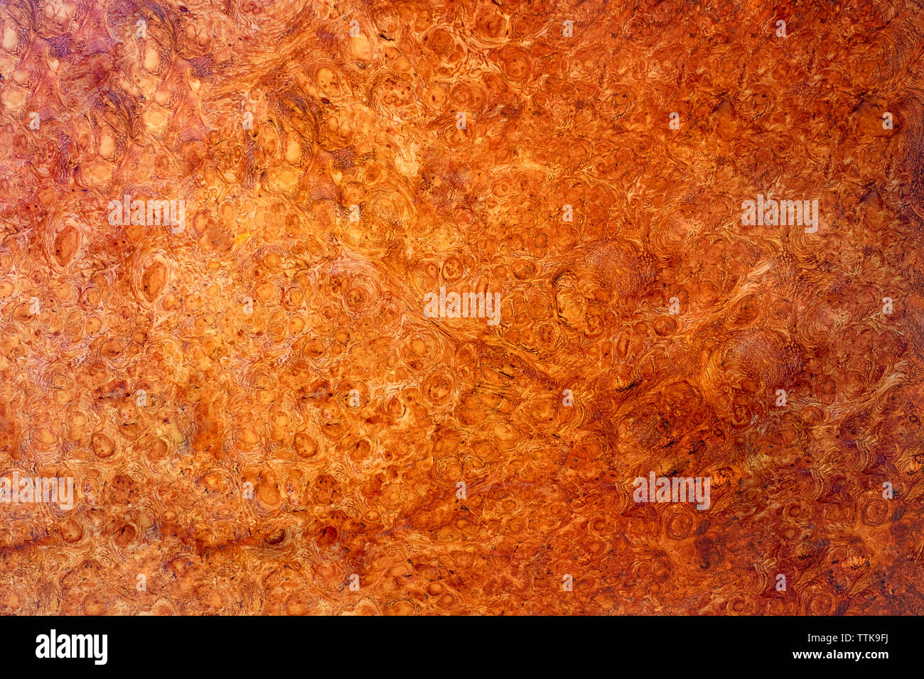 Natura burl texture di legno Foto Stock